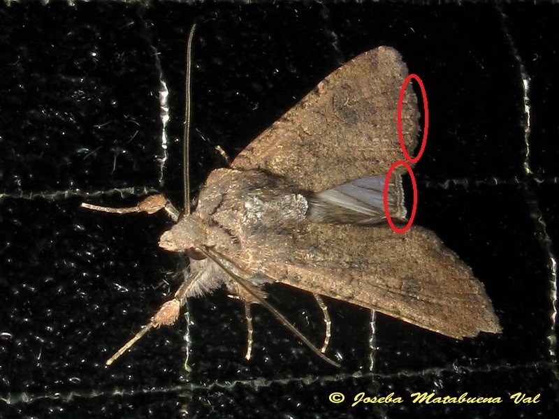 Agrochola circellaris - No, Peridroma saucia, Noctuidae